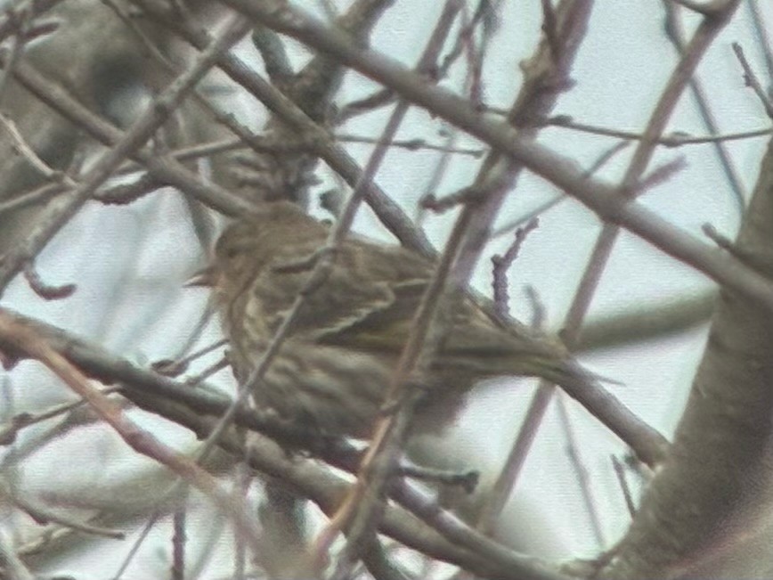 Jilguero de Los Pinos - ML652675597