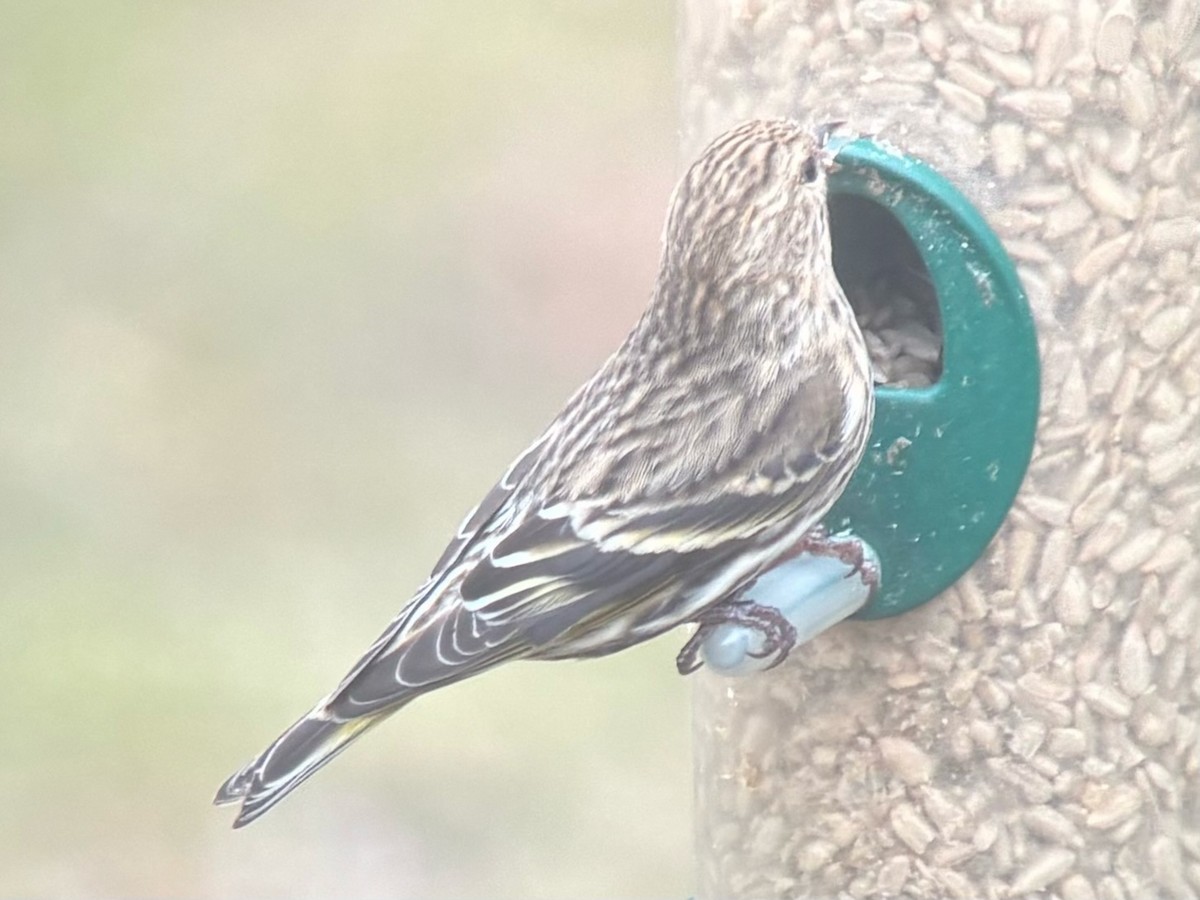 Jilguero de Los Pinos - ML652675598