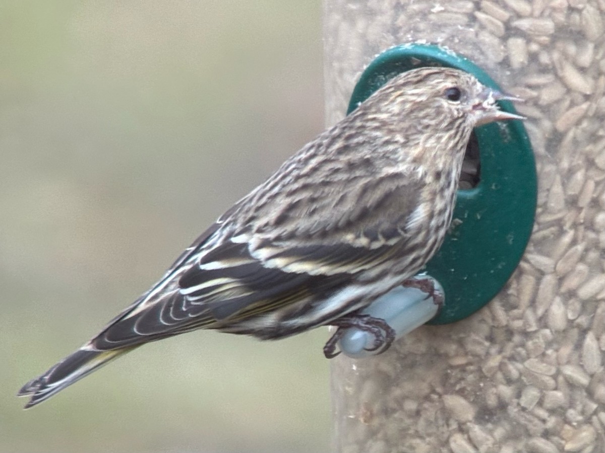 Jilguero de Los Pinos - ML652675599