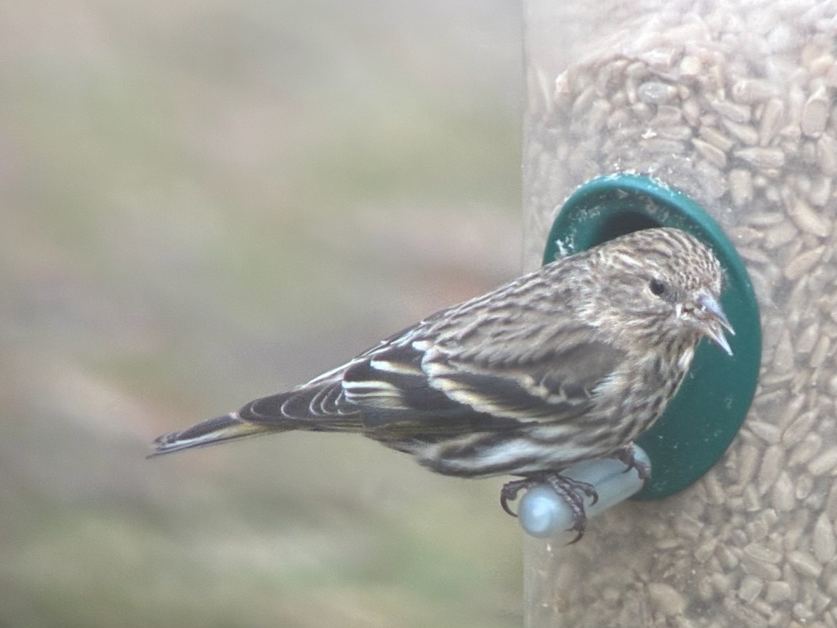 Jilguero de Los Pinos - ML652675603