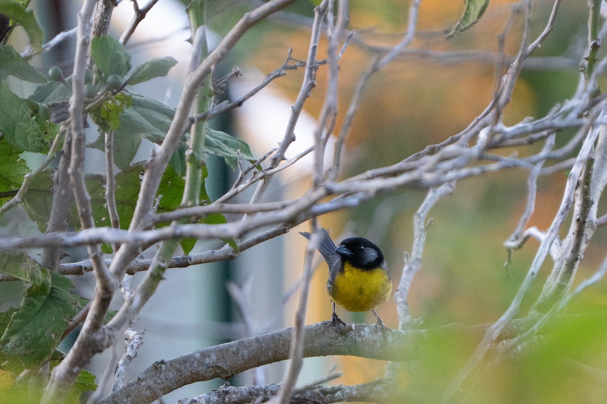 Santa Marta Brushfinch - ML652675757