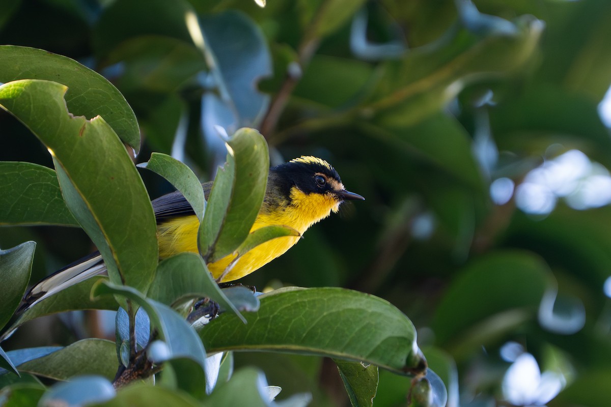 Yellow-crowned Redstart - ML652675768