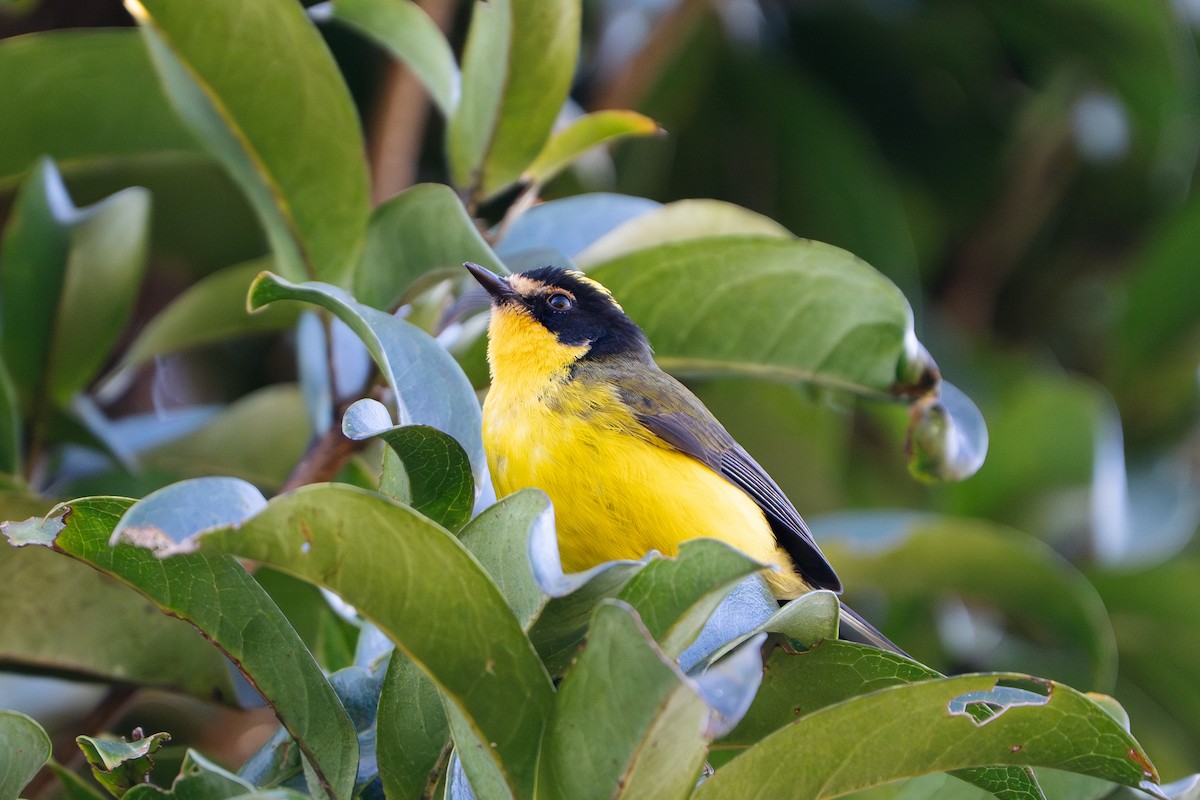 Yellow-crowned Redstart - ML652675769