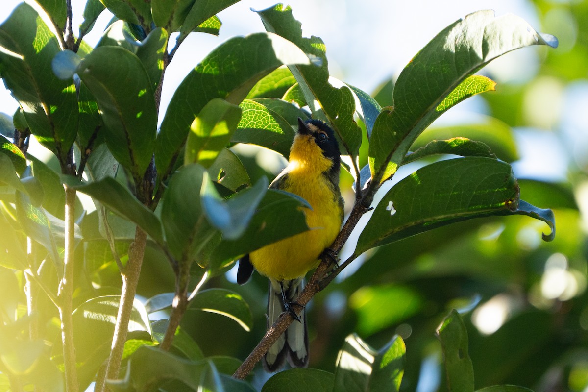 Yellow-crowned Redstart - ML652675770