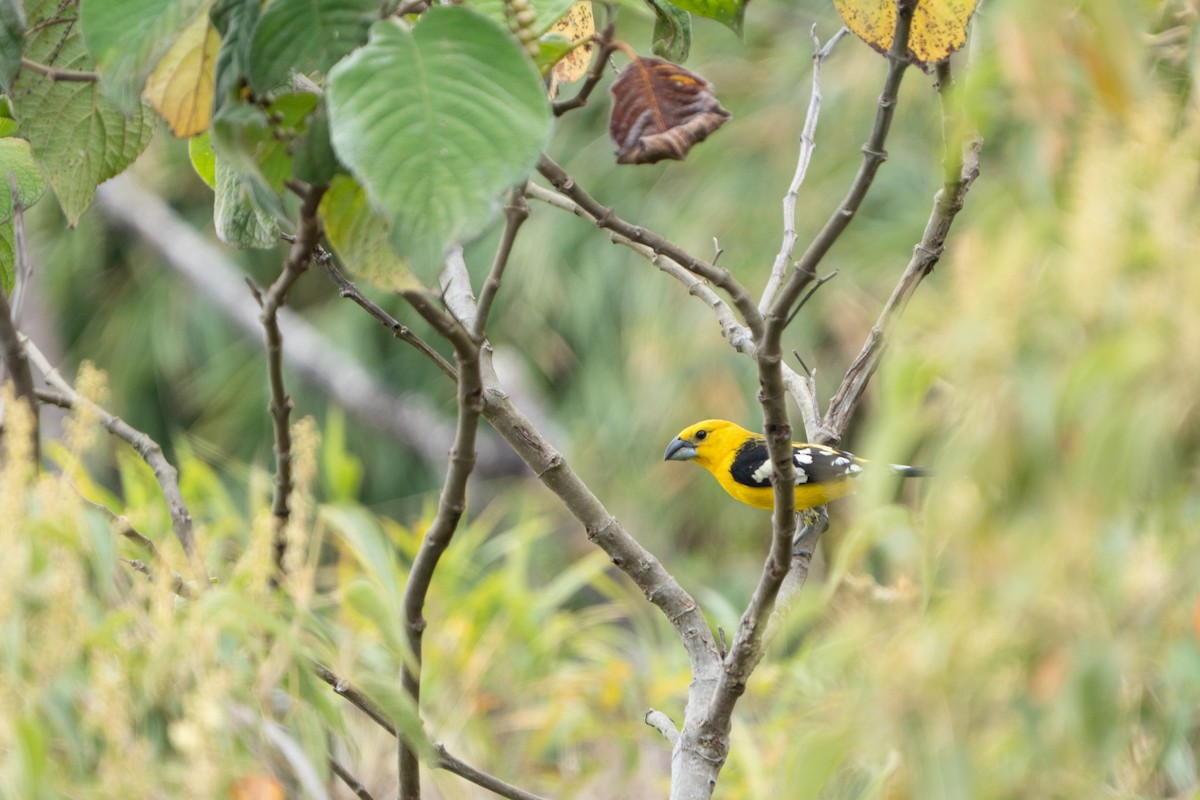 Golden Grosbeak - ML652675779