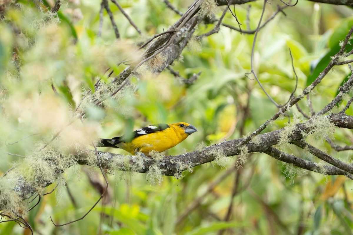 Golden Grosbeak - ML652675780