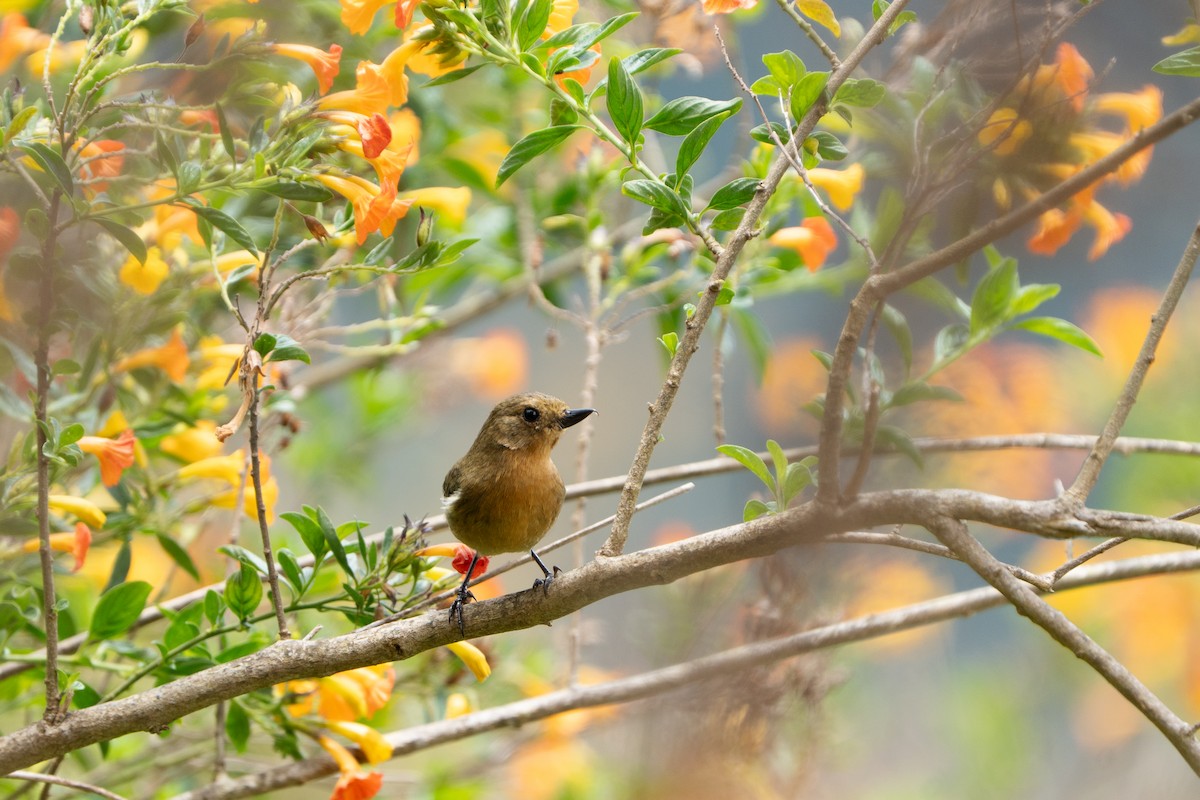 White-sided Flowerpiercer - ML652675787