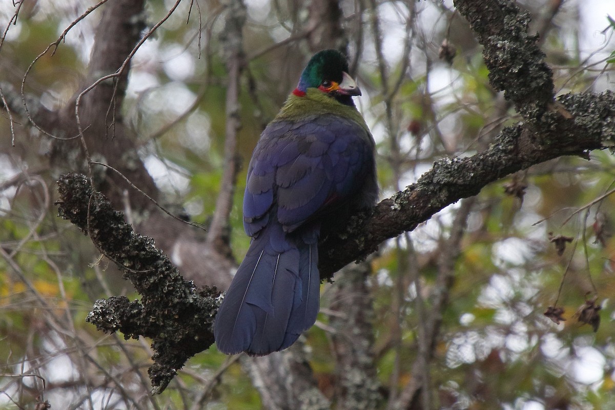 Rwenzori Turaco - ML652675989