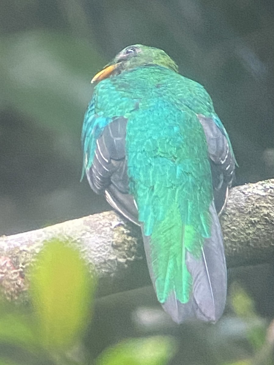 White-tipped Quetzal - ML652676084