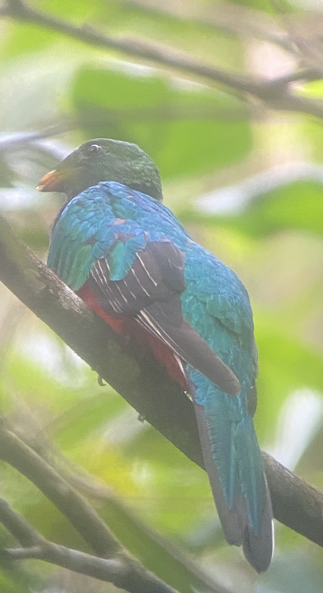 White-tipped Quetzal - ML652676085