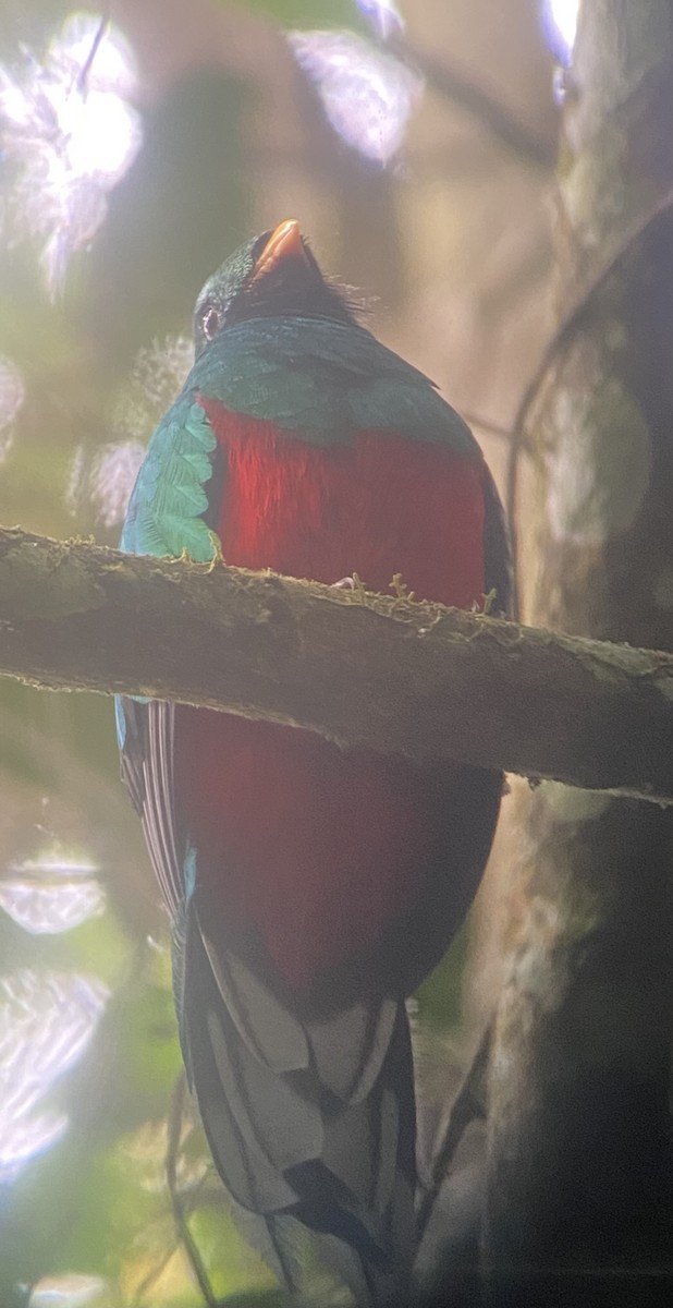 White-tipped Quetzal - ML652676086