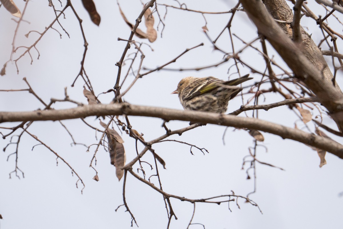 Jilguero de Los Pinos - ML652676124