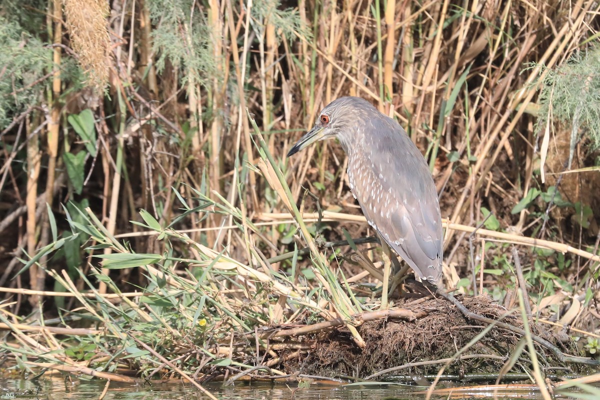 Ногоовор зашин - ML652676361