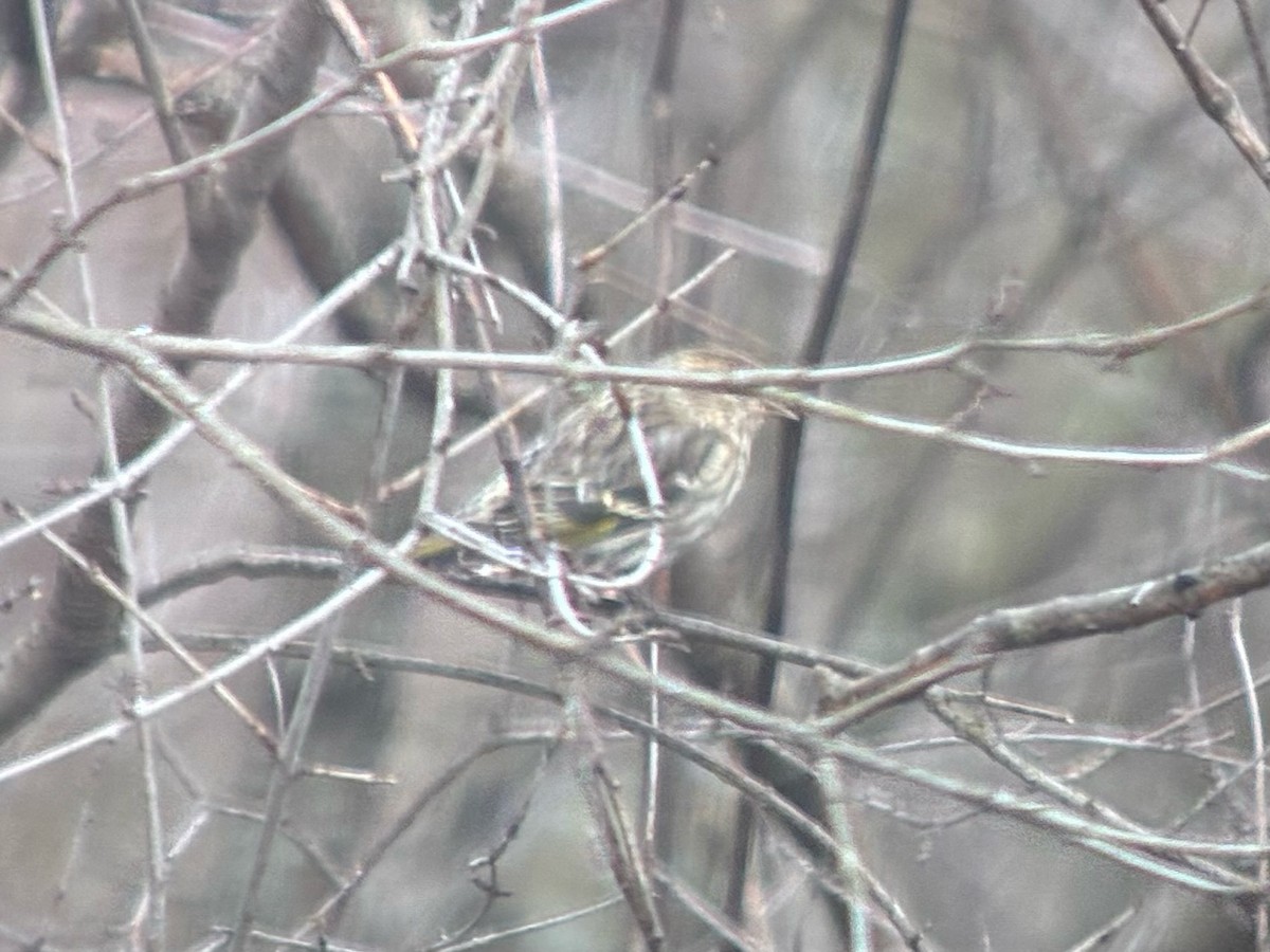 Jilguero de Los Pinos - ML652676402