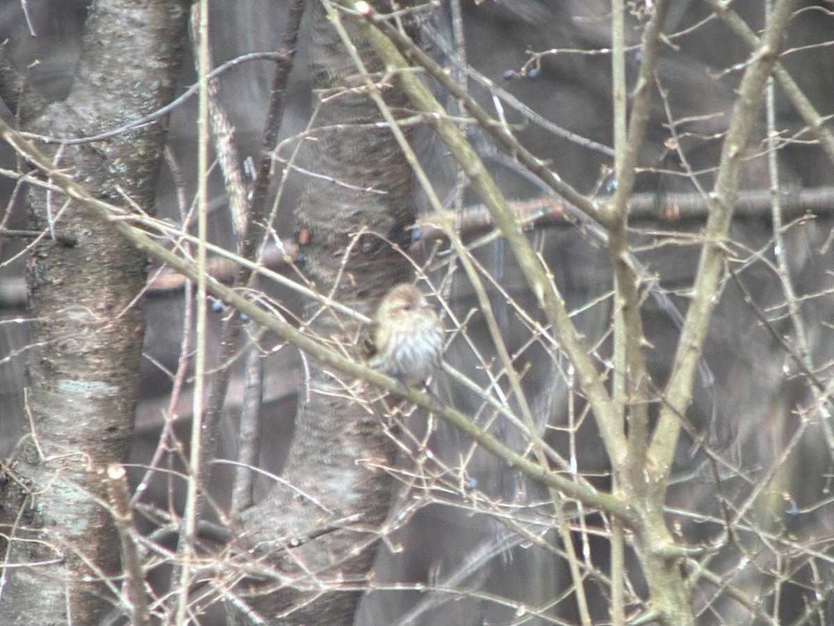 Jilguero de Los Pinos - ML652676403