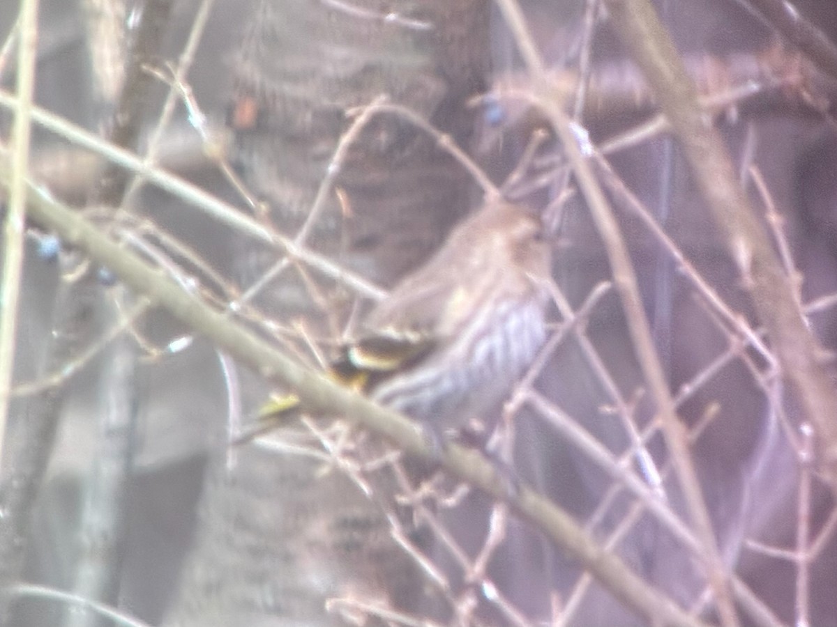 Jilguero de Los Pinos - ML652676404