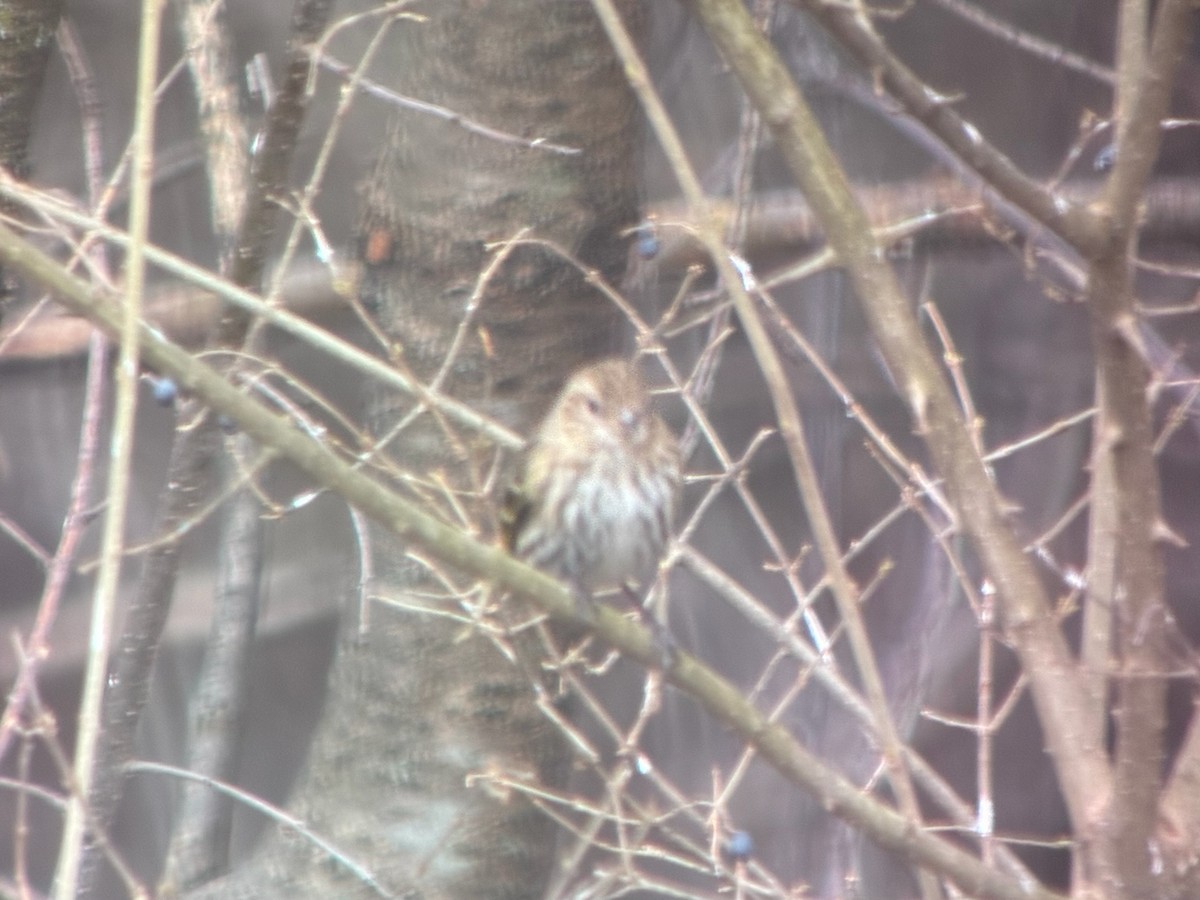 Jilguero de Los Pinos - ML652676405