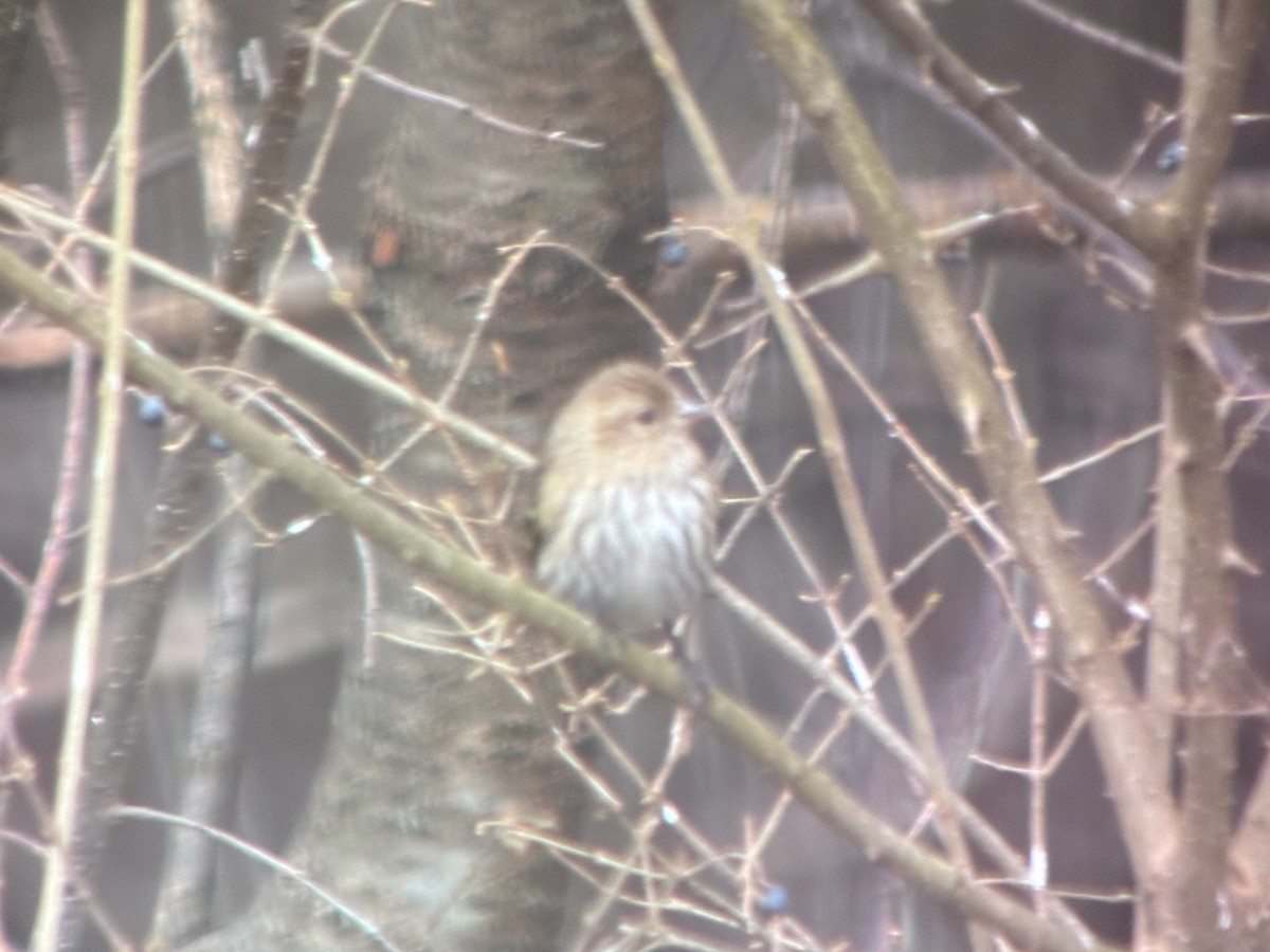 Jilguero de Los Pinos - ML652676406