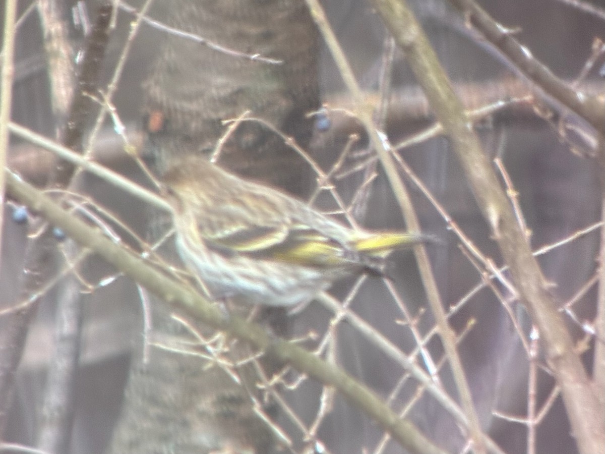 Jilguero de Los Pinos - ML652676407