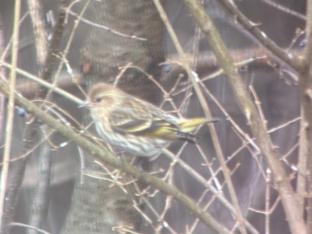 Jilguero de Los Pinos - ML652676408