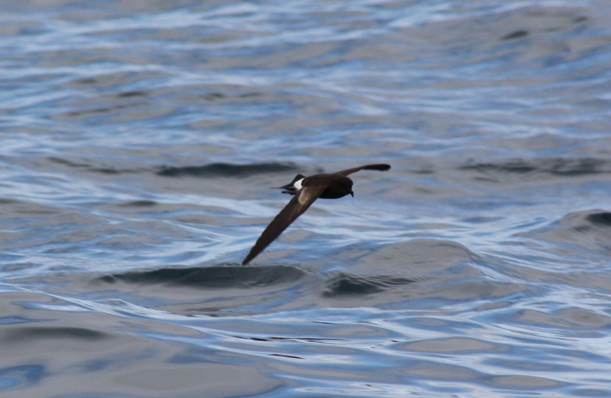 Elliot's Storm-Petrel - ML652676525