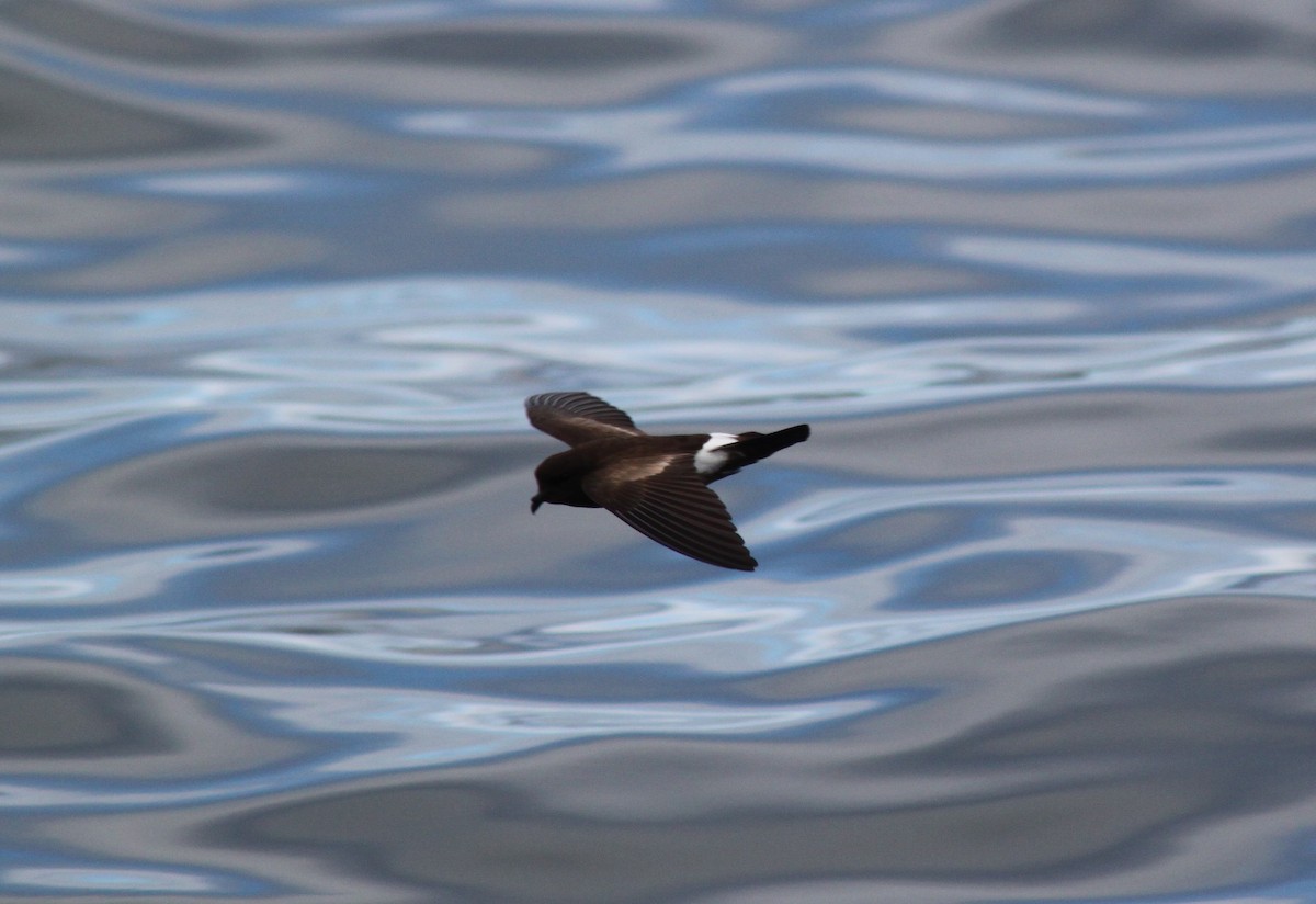 Elliot's Storm-Petrel - ML652676555