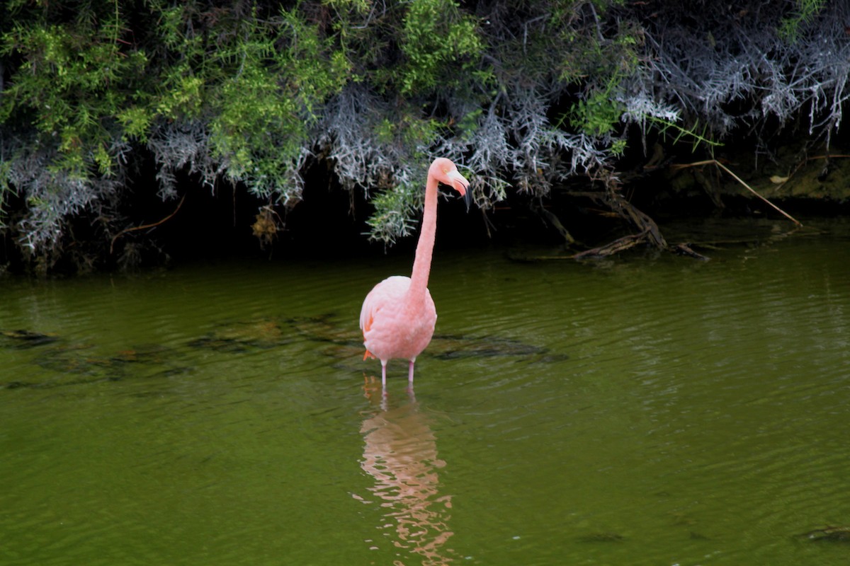 Flamenko gorria - ML652676960