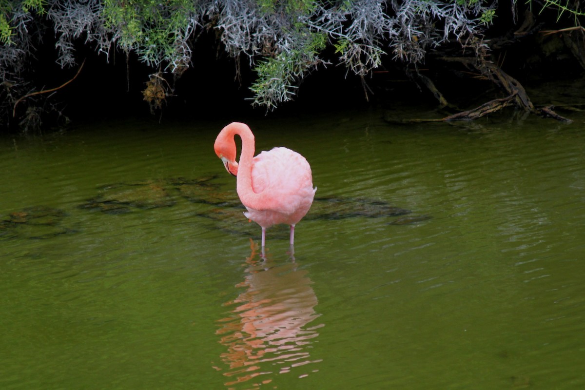 Flamenko gorria - ML652676970