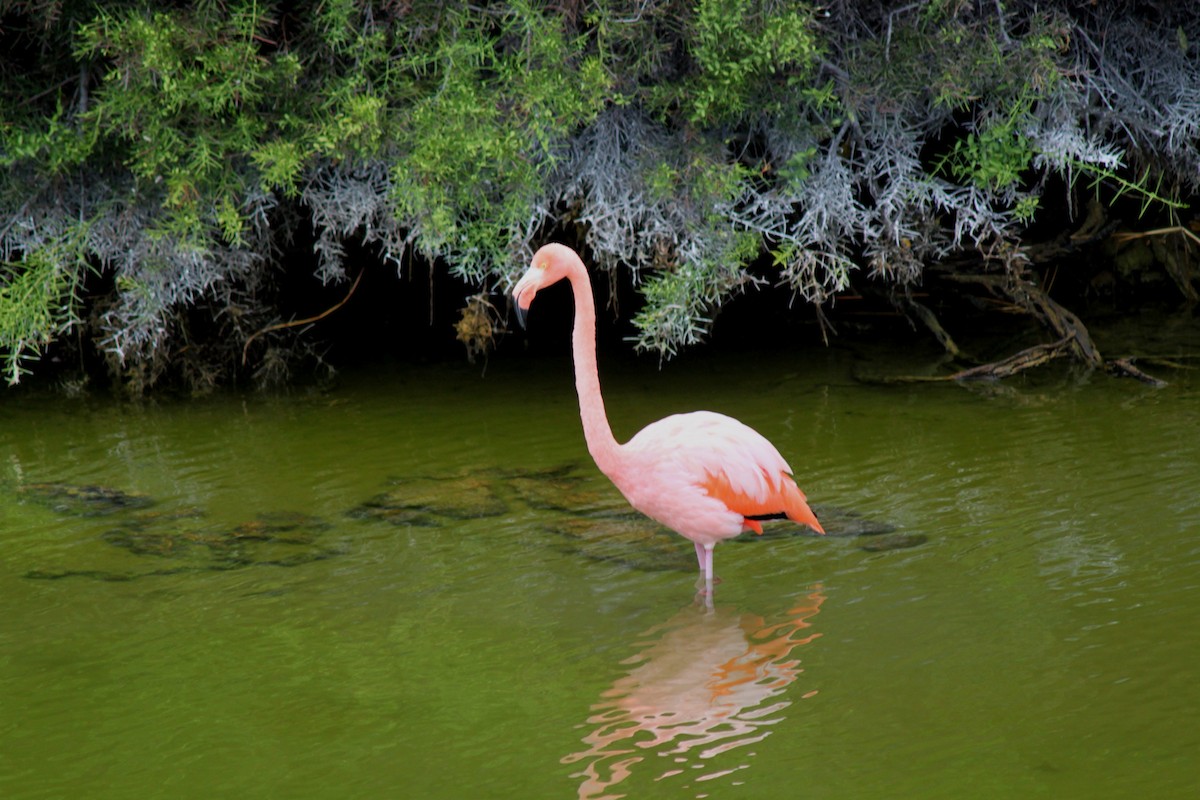 Flamenko gorria - ML652676997