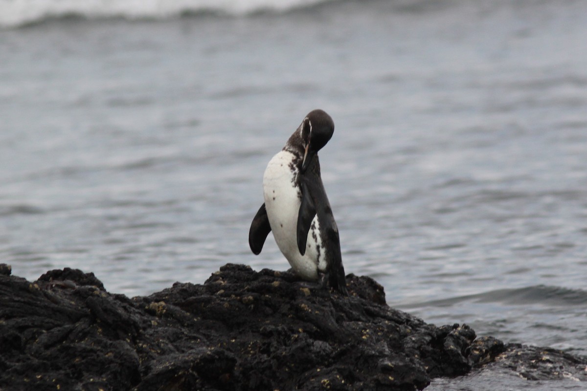 Galapagos Penguin - ML652677058