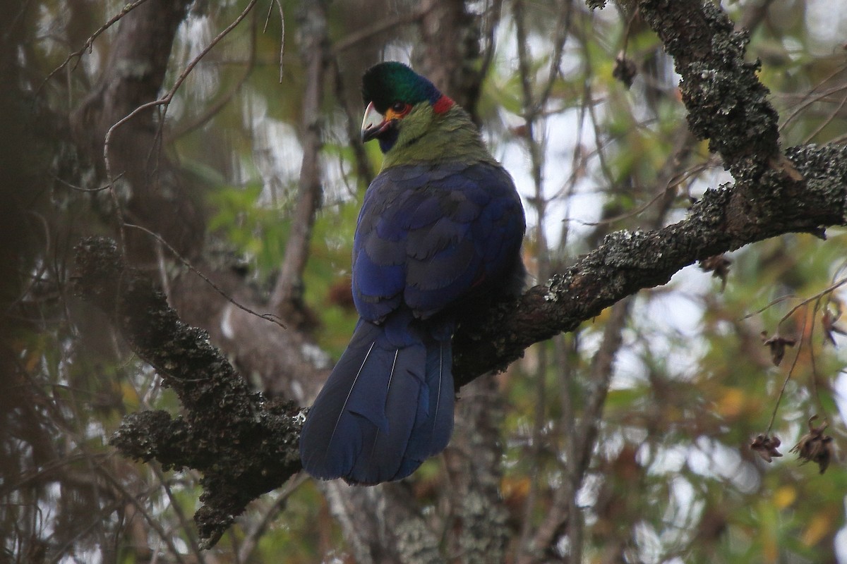 Rwenzori Turaco - ML652677067