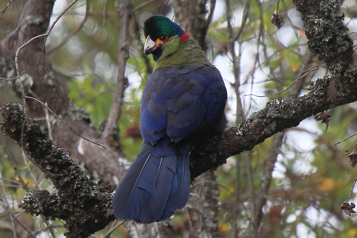Rwenzori Turaco - ML652677071