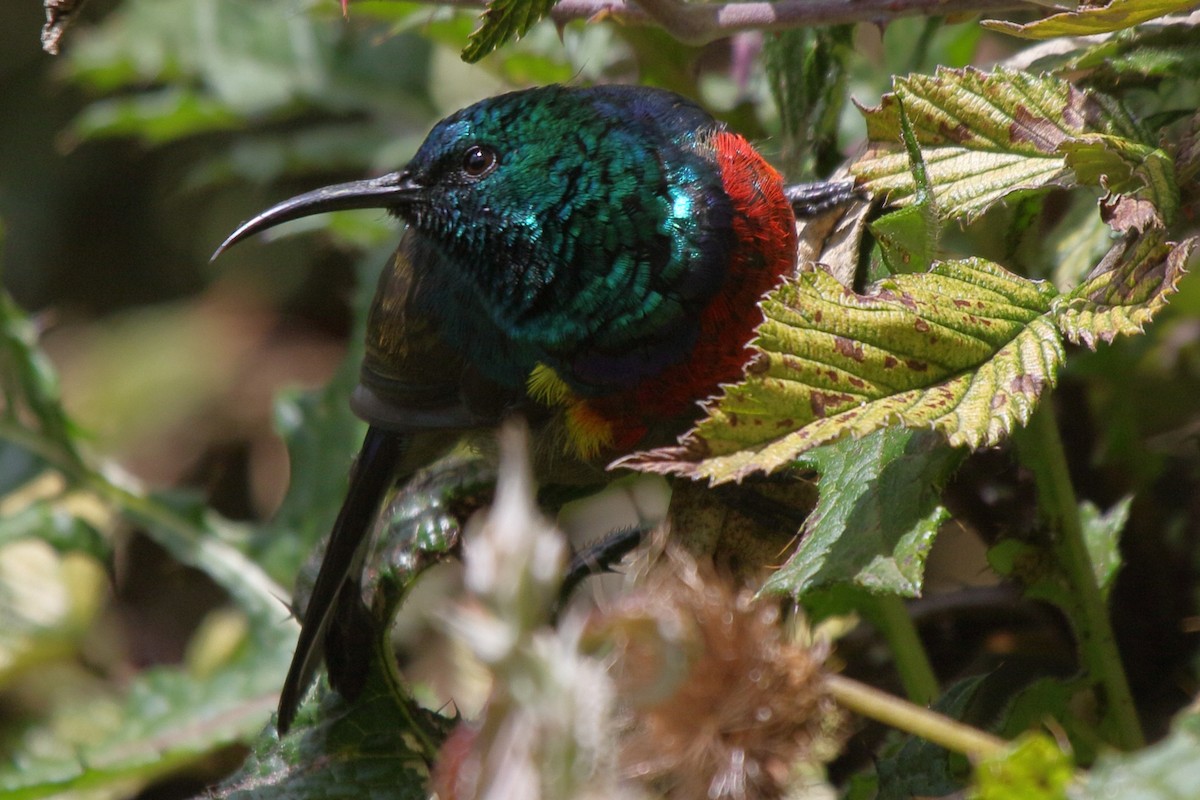Stuhlmann's Sunbird - ML652677088
