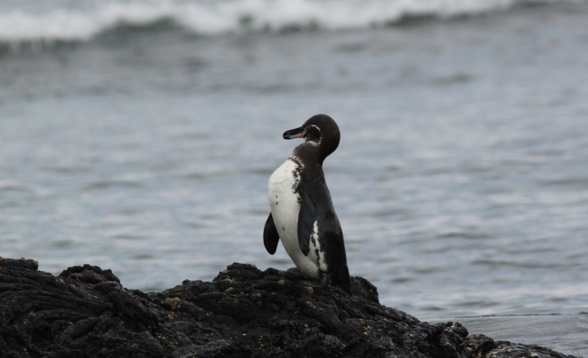 Galapagos Penguin - ML652677089