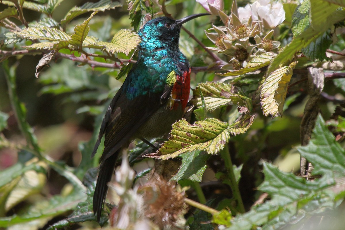 Stuhlmann's Sunbird - ML652677090