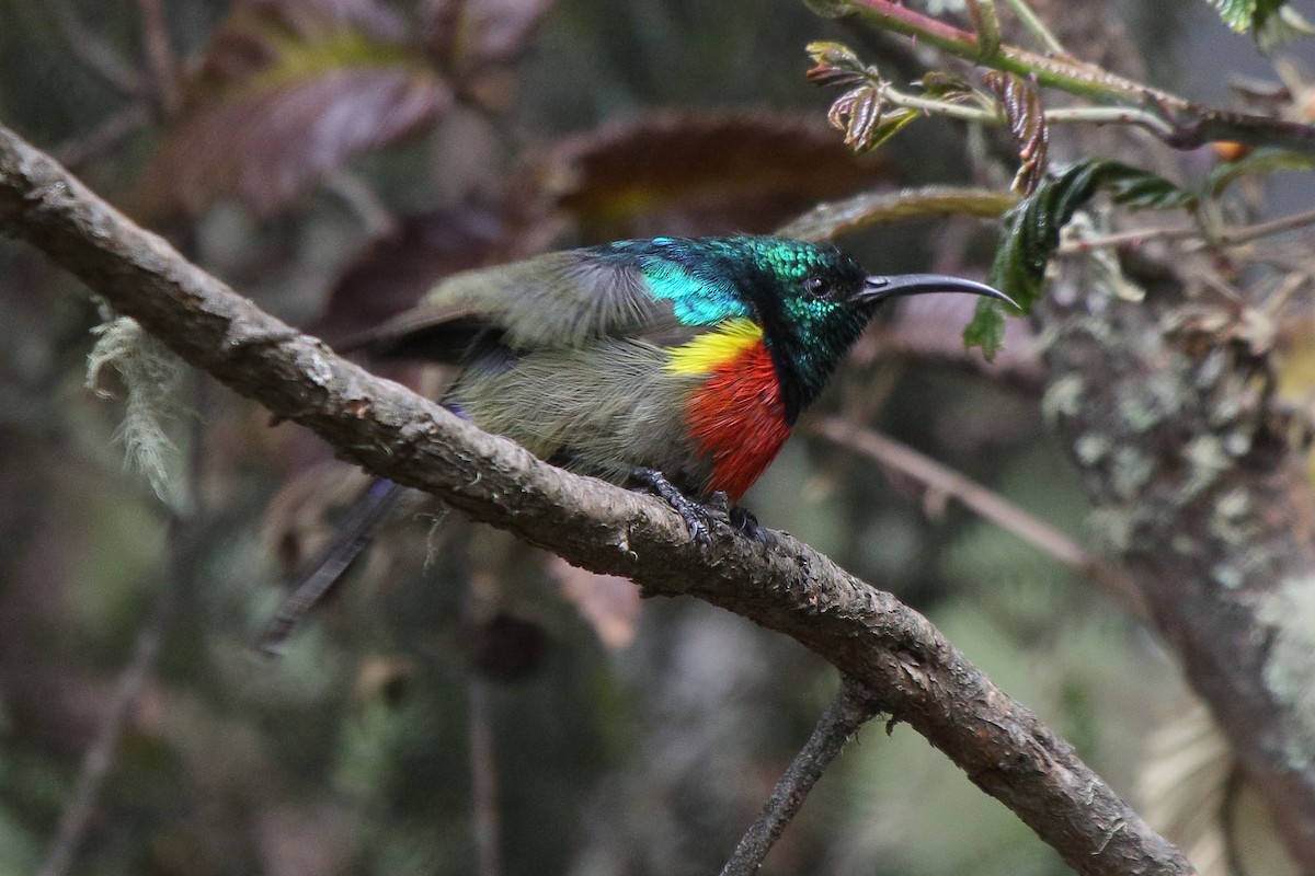 Stuhlmann's Sunbird - ML652677097