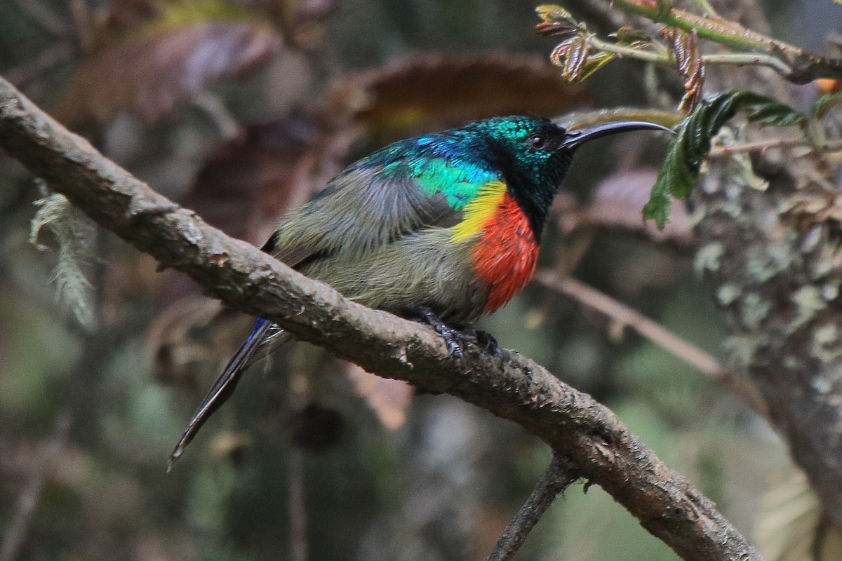 Stuhlmann's Sunbird - ML652677098