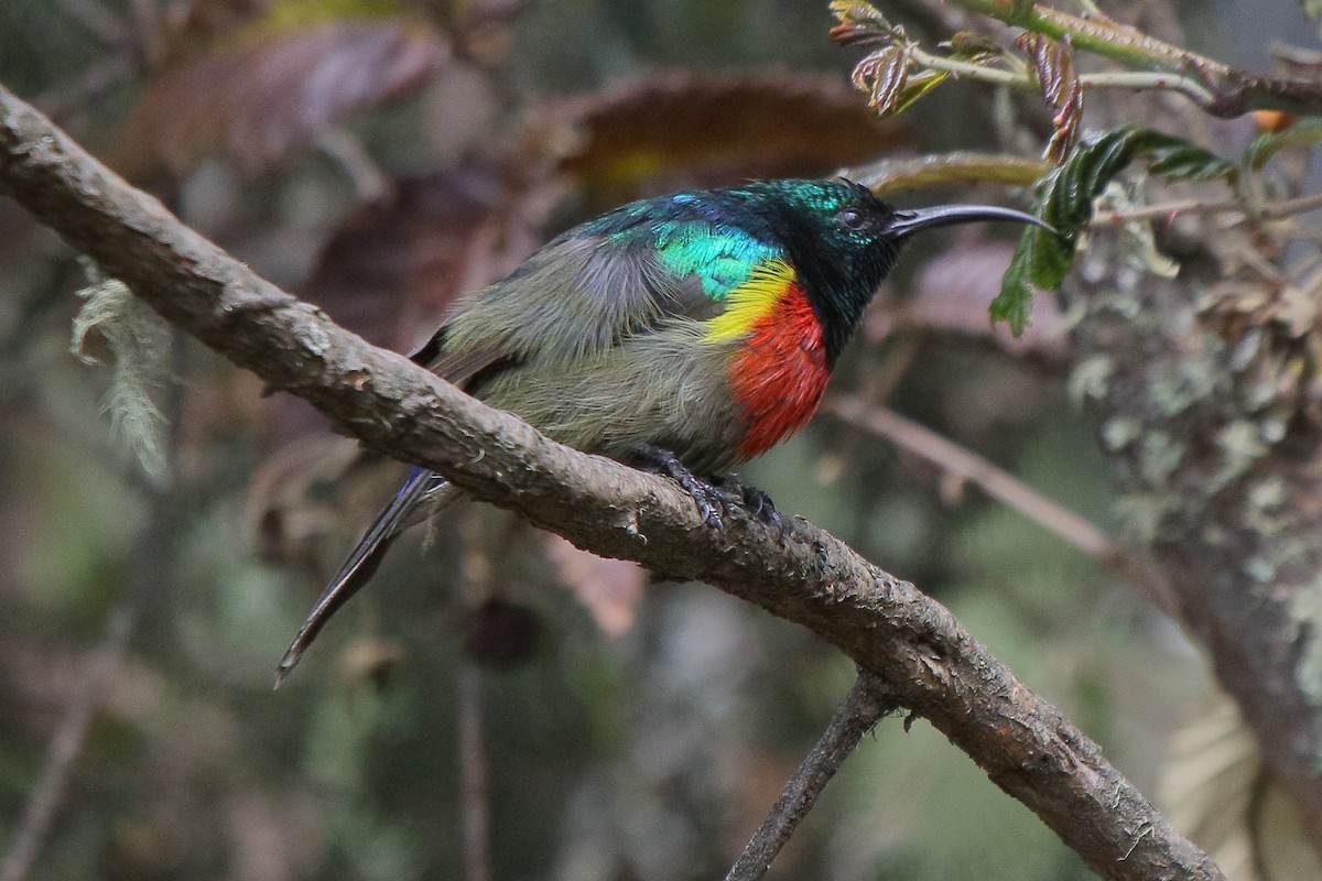 Stuhlmann's Sunbird - ML652677102