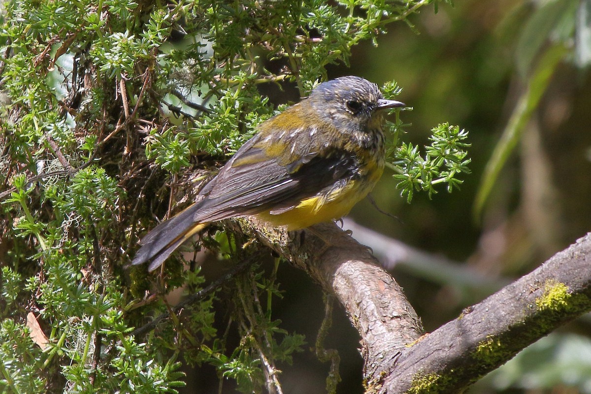White-starred Robin - ML652677103