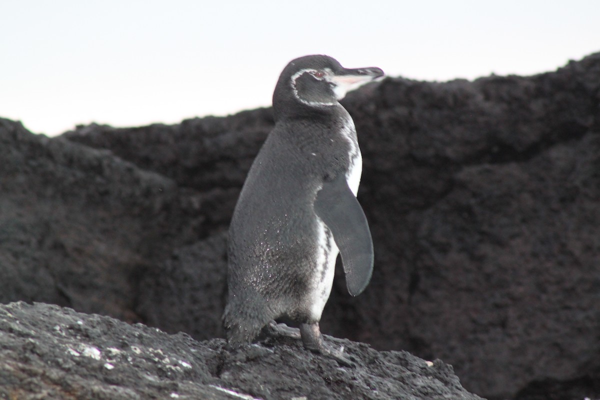 Galapagos Penguin - ML652677177