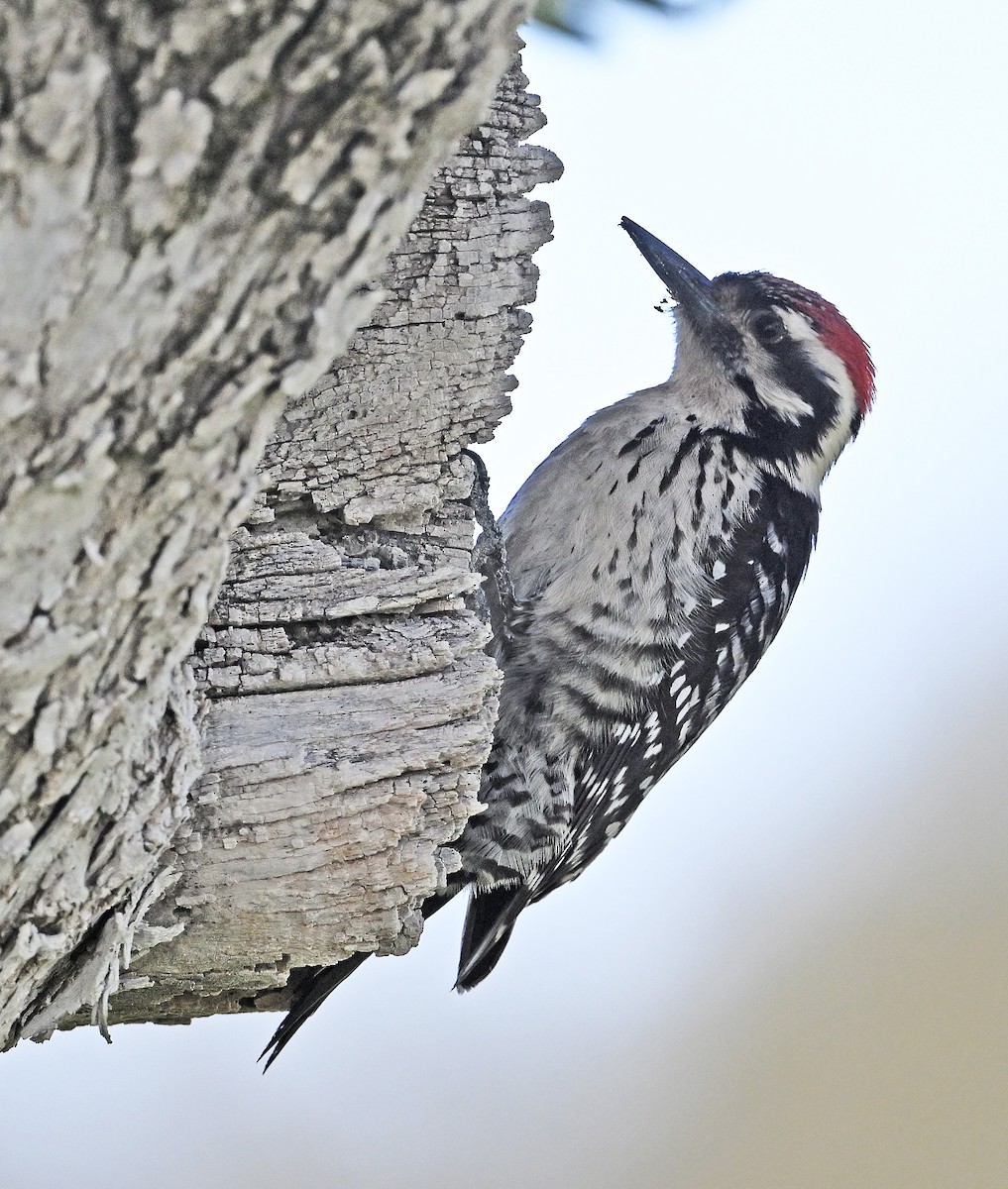 Ladder-backed Woodpecker - ML652677205