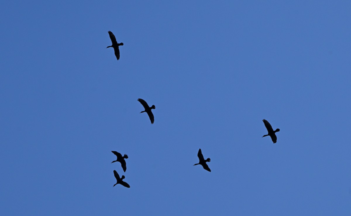 Double-crested Cormorant - ML652677208