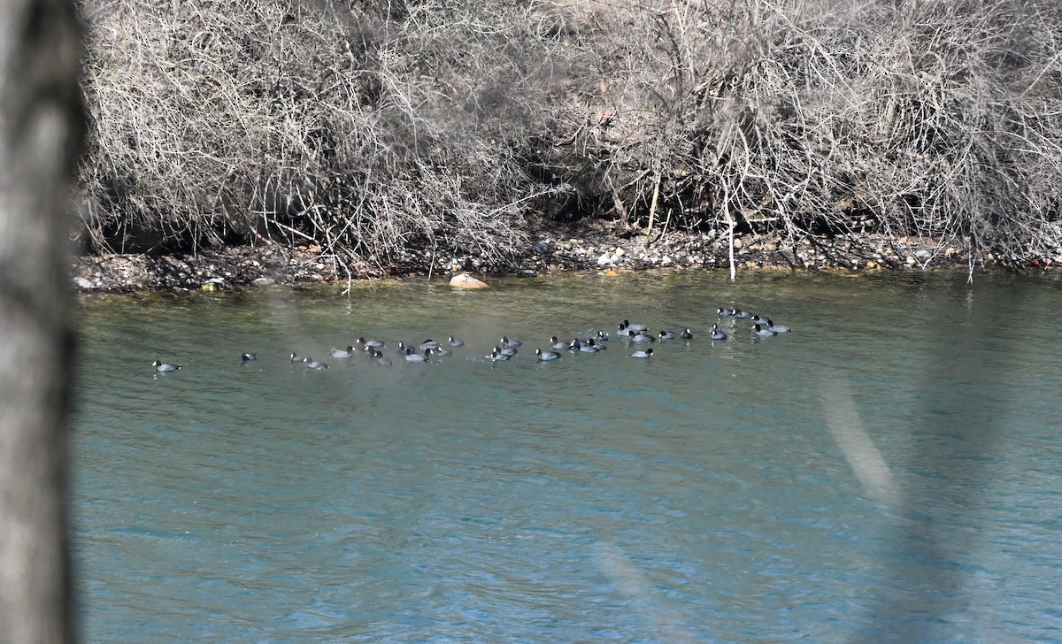 American Coot - ML652677224