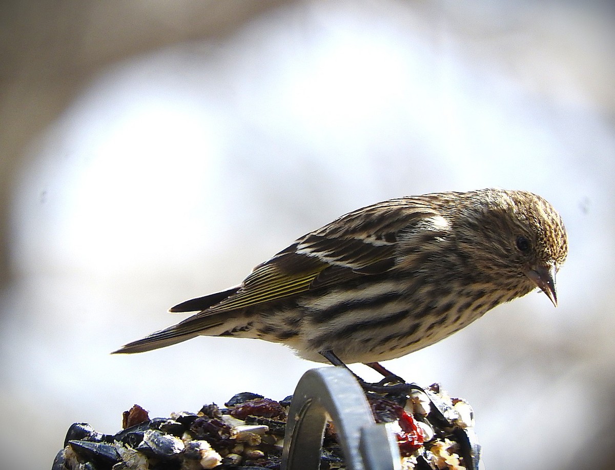 Jilguero de Los Pinos - ML652677246