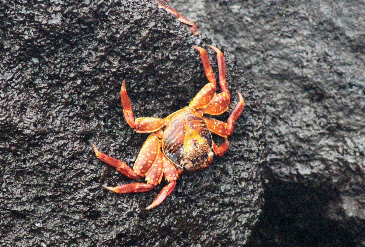 Sally Lightfoot Crab - ML652677367