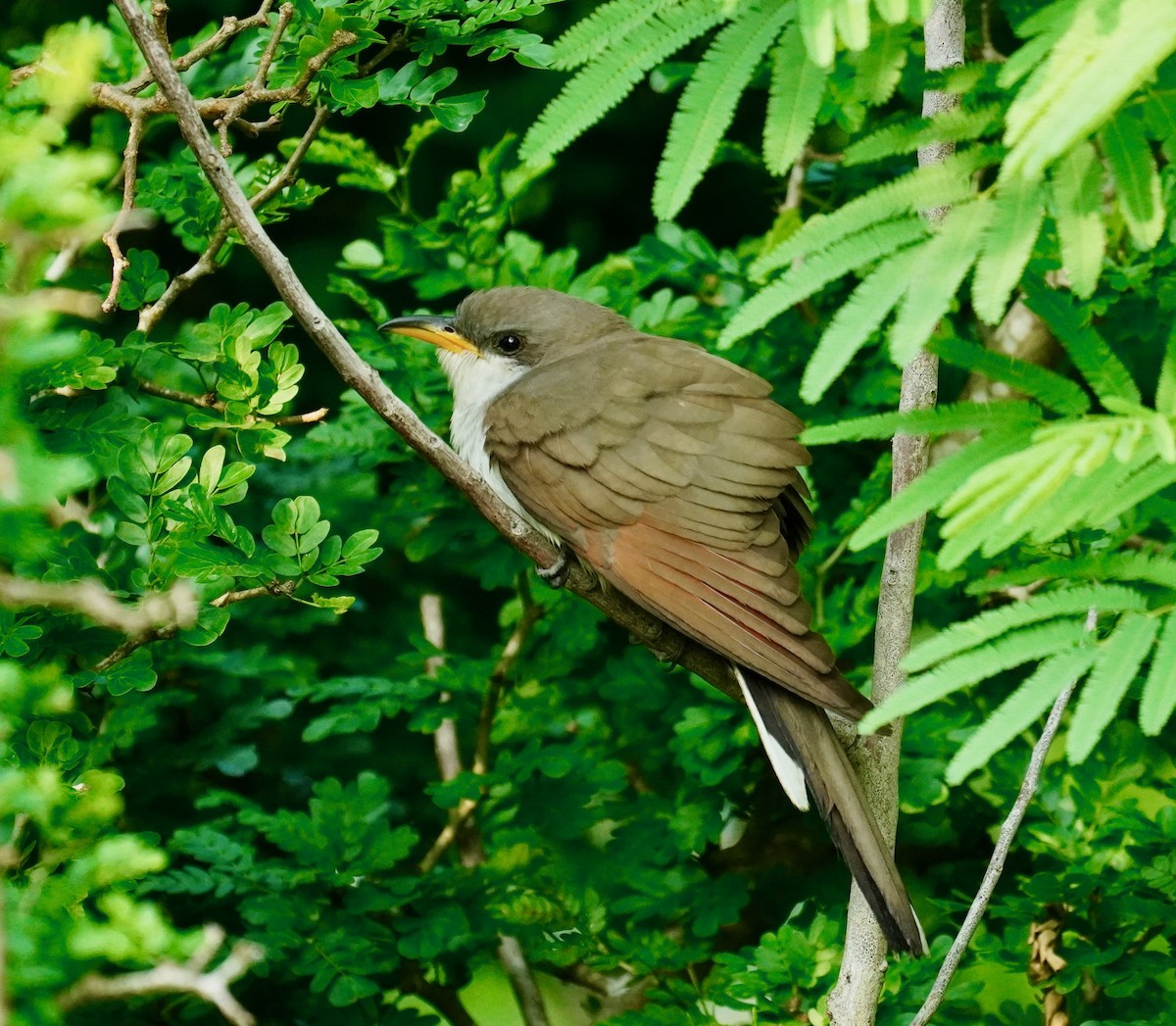 Coulicou à bec jaune - ML652677461