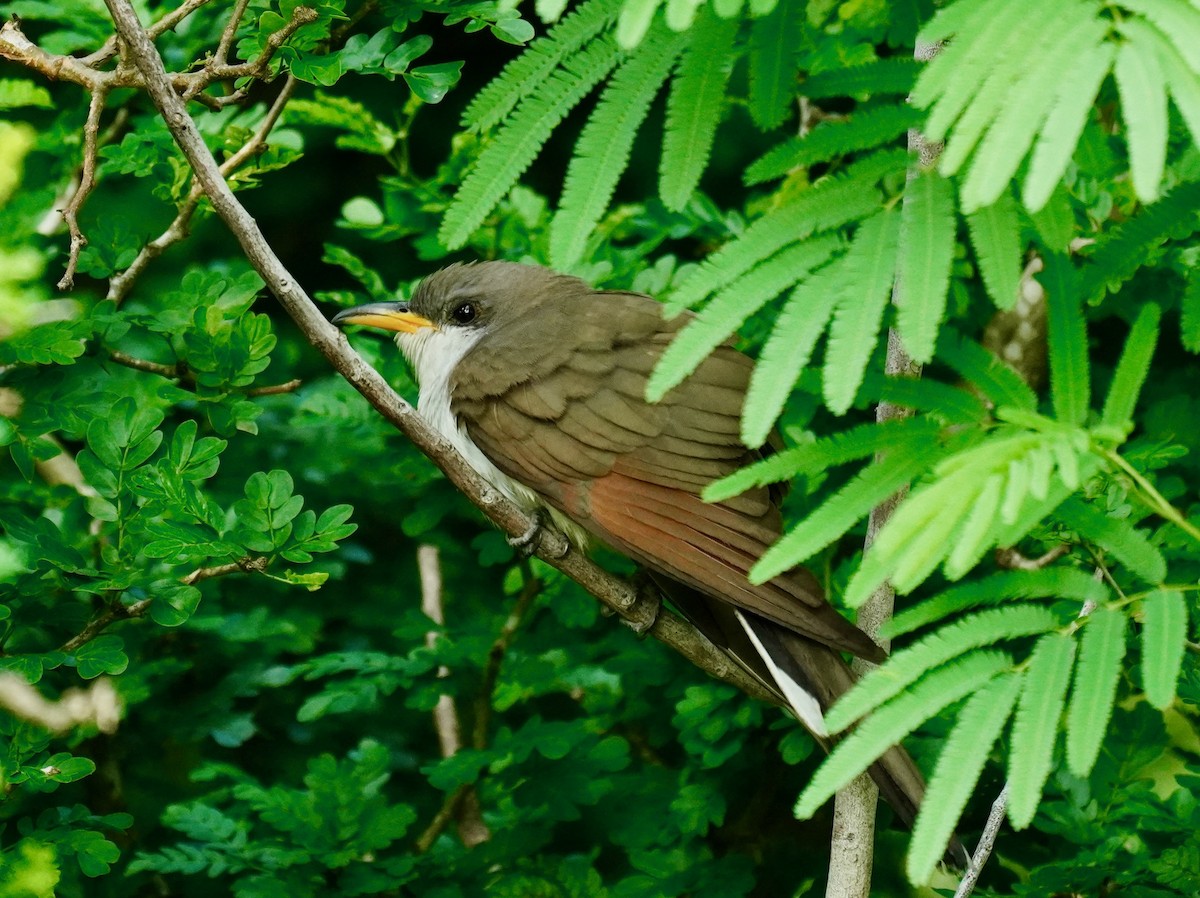 Coulicou à bec jaune - ML652677462