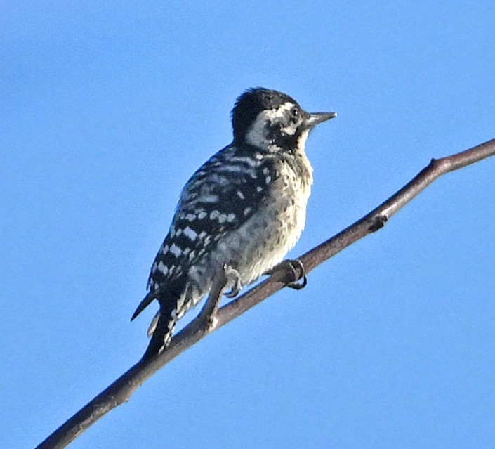 Ladder-backed Woodpecker - ML652677466