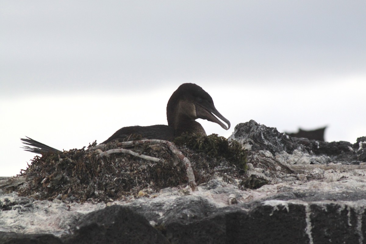 Flightless Cormorant - ML652677574
