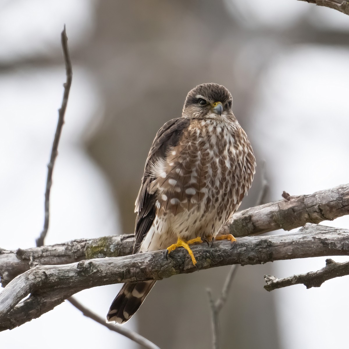 Belatz txikia - ML652677636